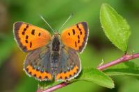 Lycaena phlaeas