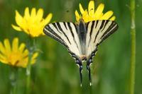 Iphiclides podalirius