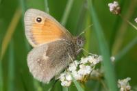 Coenonympha pamphilus