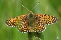 Melitaea cinxia