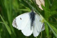 Anthocharis cardamines