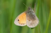 Coenonympha pamphilus