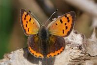 Lycaena phlaeas