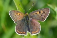 Lycaena tityrus