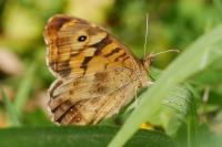 Pararge aegeria