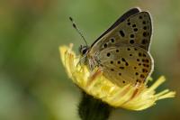 Lycaena tityrus