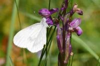 Leptidea sinapis