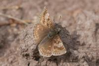 Erynnis tages