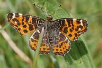 Araschnia levana