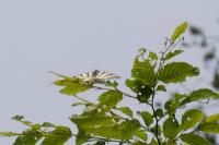 Iphiclides podalirius