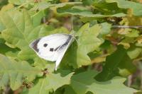 Pieris brassicae