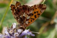 Boloria dia