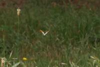 Anthocharis cardamines