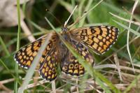 Melitaea cinxia