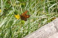Lasiommata megera