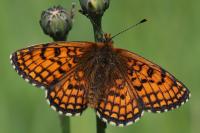 Melitaea parthenoides