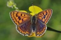 Lycaena tityrus