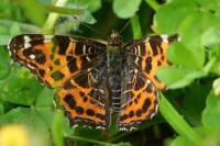 Araschnia levana