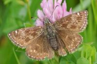 Erynnis tages