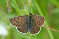 Lycaena tityrus