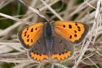 Lycaena phlaeas