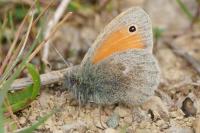 Coenonympha pamphilus