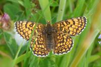 Melitaea cinxia