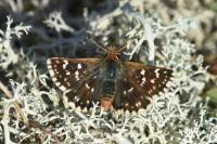 Spialia sertorius