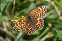 Melitaea phoebe