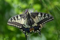 Papilio machaon