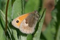 Coenonympha pamphilus