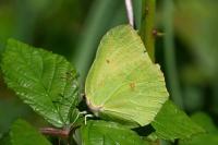 Gonepteryx rhamni