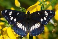 Limenitis reducta