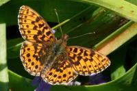 Boloria dia