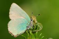 Callophrys rubi