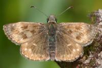 Erynnis tages