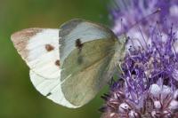 Pieris brassicae