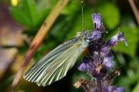 Pieris napi