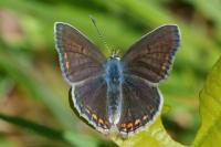 Polyommatus icarus