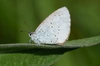Celastrina argiolus