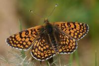 Melitaea cinxia