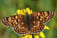 Melitaea phoebe
