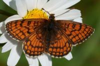 Melitaea parthenoides