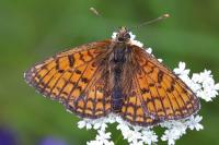 Melitaea parthenoides
