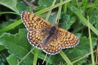 Melitaea cinxia