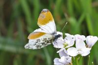 Anthocharis cardamines
