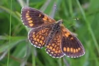 Melitaea parthenoides