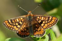 Euphydryas aurinia