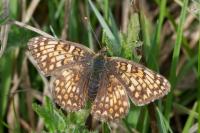 Melitaea phoebe