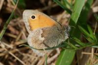 Coenonympha pamphilus